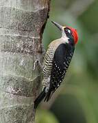 Black-cheeked Woodpecker