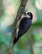 Black-cheeked Woodpecker