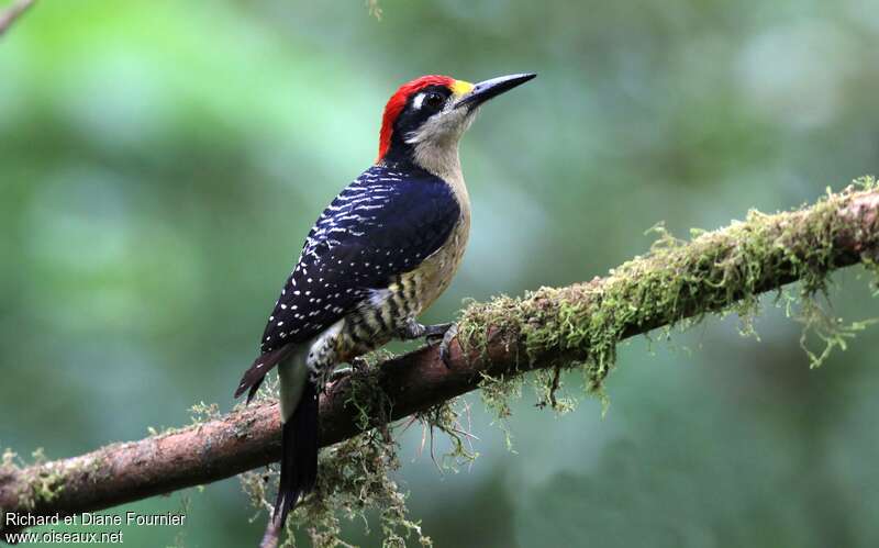 Black-cheeked Woodpecker male adult, identification