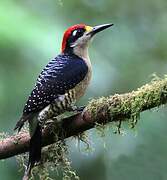 Black-cheeked Woodpecker