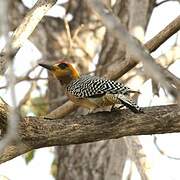 Golden-cheeked Woodpecker