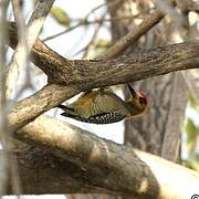 Golden-cheeked Woodpecker