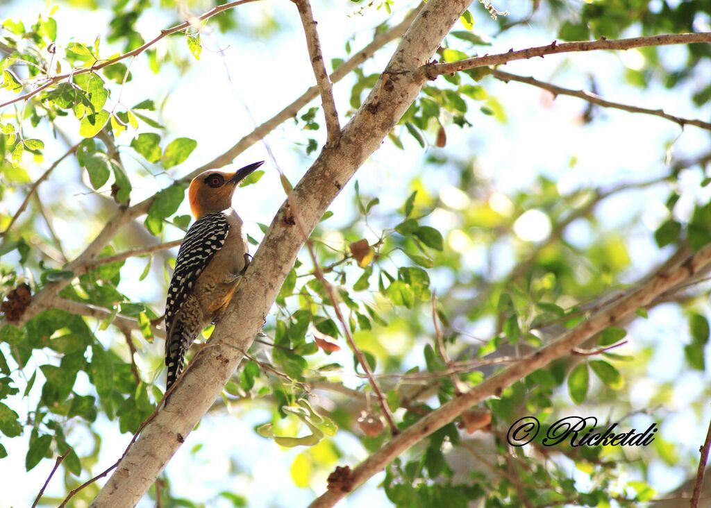 Golden-cheeked Woodpecker female