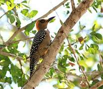 Golden-cheeked Woodpecker