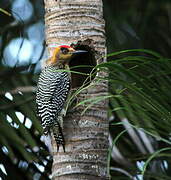 Golden-cheeked Woodpecker