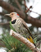 Northern Flicker