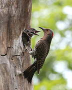 Northern Flicker