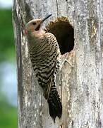 Northern Flicker