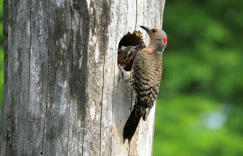 Northern Flicker, Reproduction-nesting