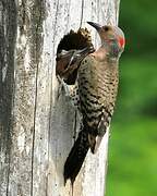 Northern Flicker