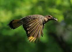 Northern Flicker