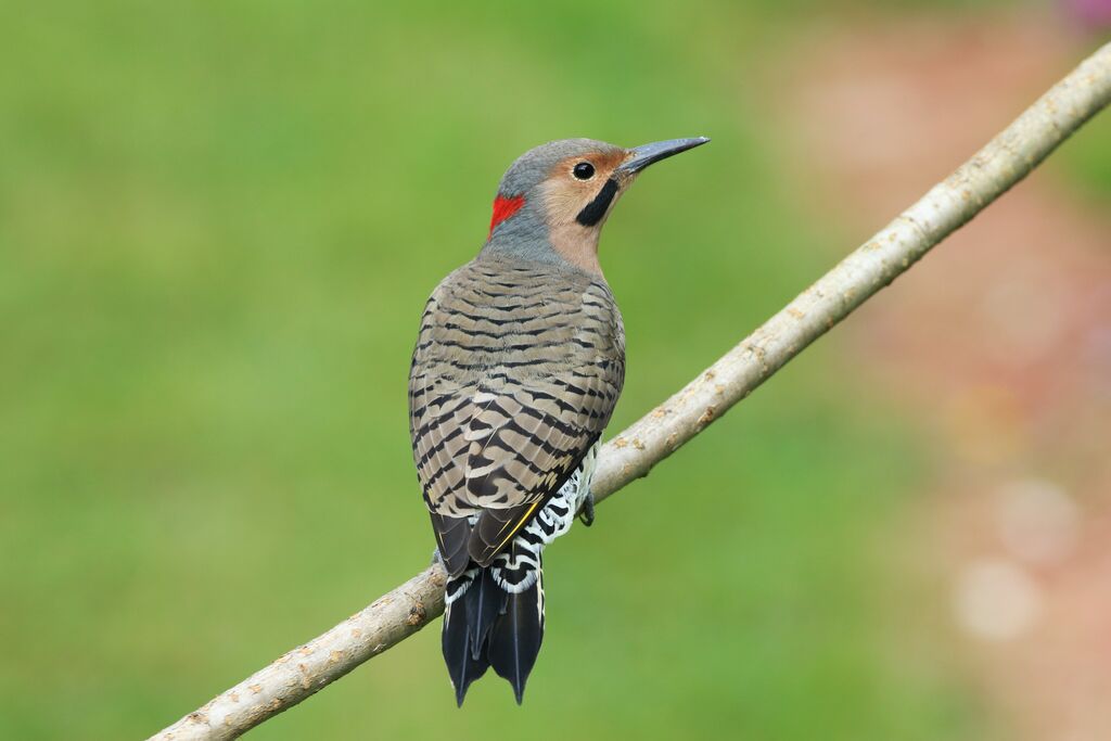 Northern Flicker male