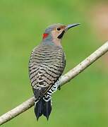 Northern Flicker