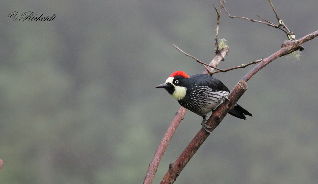 Acorn Woodpecker