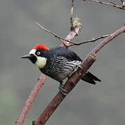 Acorn Woodpecker