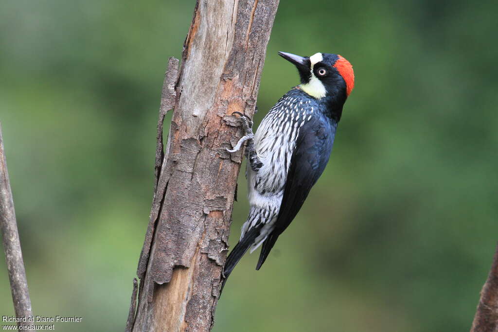 Acorn Woodpecker female adult, identification