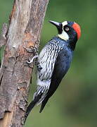 Acorn Woodpecker