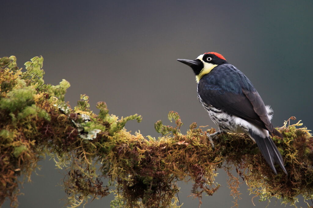 Acorn Woodpecker