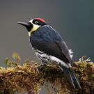 Pic glandivore