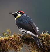 Acorn Woodpecker