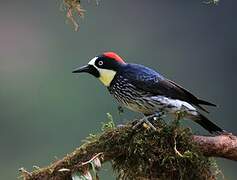 Acorn Woodpecker