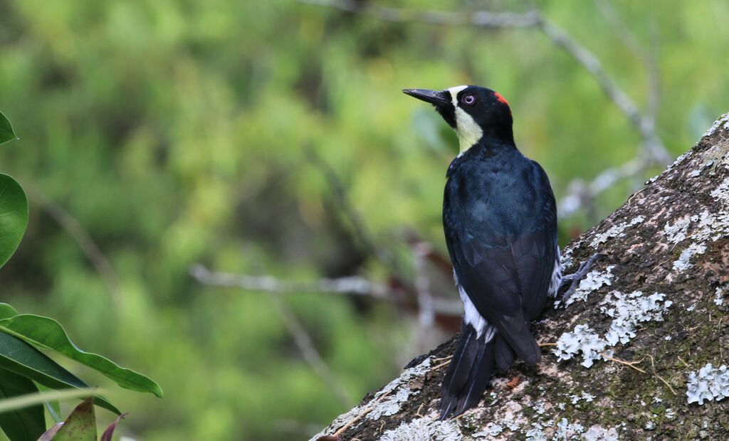 Acorn Woodpecker