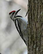 Yellow-bellied Sapsucker