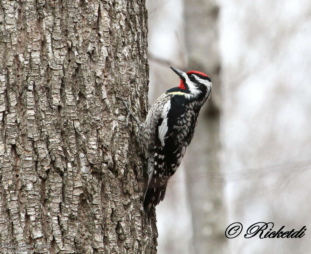 Yellow-bellied Sapsucker male adult, identification