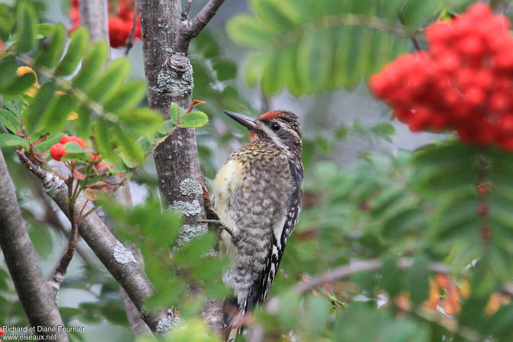 Yellow-bellied Sapsucker male immature, identification