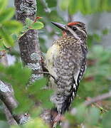 Yellow-bellied Sapsucker