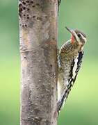 Yellow-bellied Sapsucker