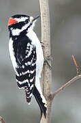 Downy Woodpecker