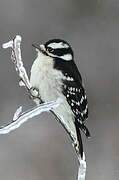 Downy Woodpecker