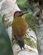 Golden-olive Woodpecker