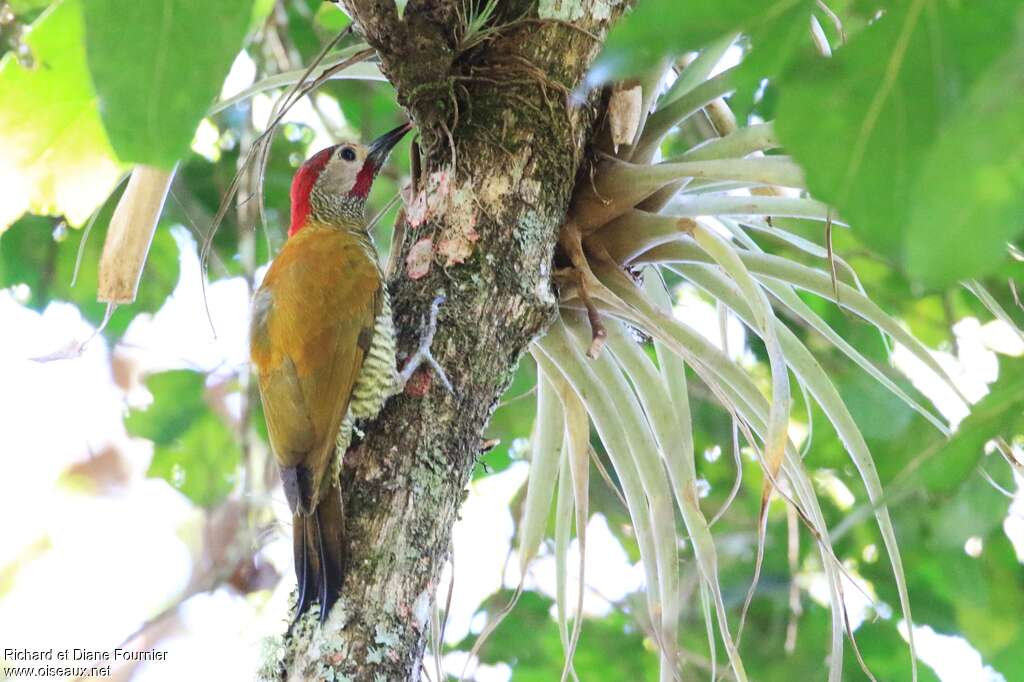 Golden-olive Woodpecker male adult, habitat, pigmentation, fishing/hunting