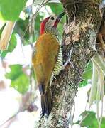 Golden-olive Woodpecker