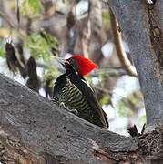 Lineated Woodpecker