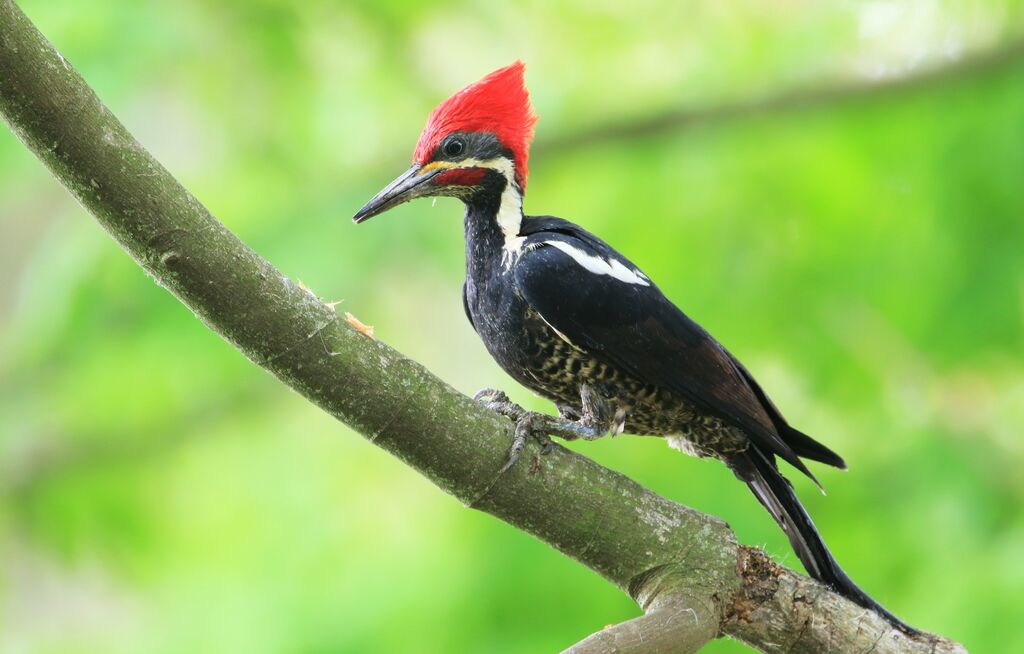 Lineated Woodpecker