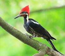 Lineated Woodpecker