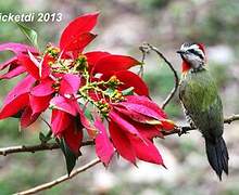 Cuban Green Woodpecker