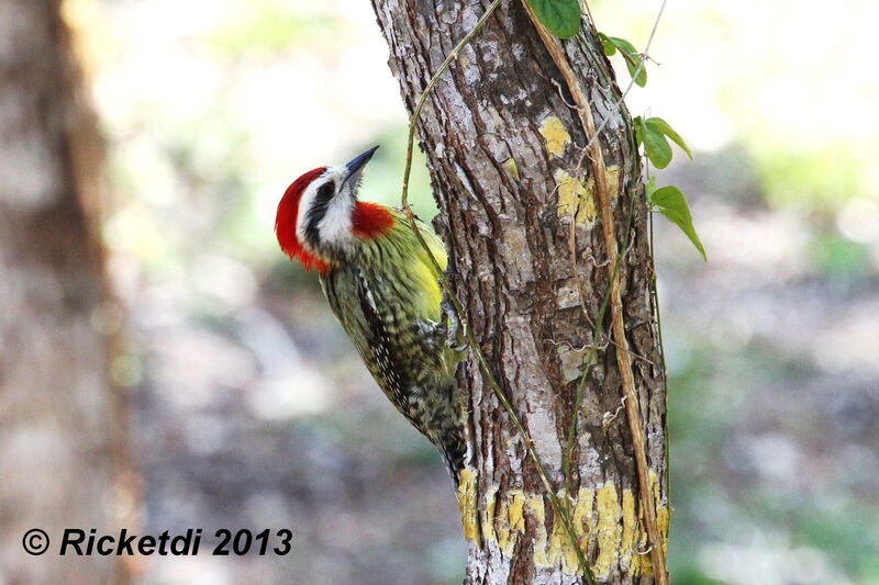 Cuban Green Woodpecker male