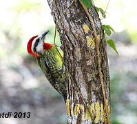 Cuban Green Woodpecker