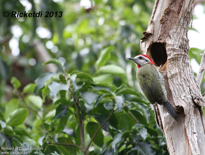 Cuban Green Woodpecker male adult, Reproduction-nesting