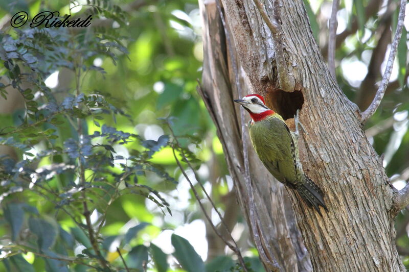 Cuban Green Woodpecker
