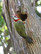 Cuban Green Woodpecker