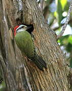 Cuban Green Woodpecker