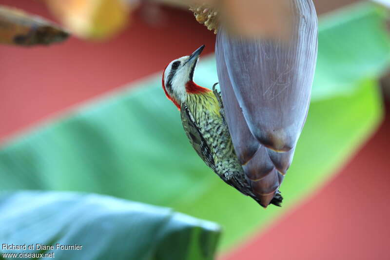 Cuban Green Woodpeckeradult, feeding habits