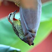 Cuban Green Woodpecker