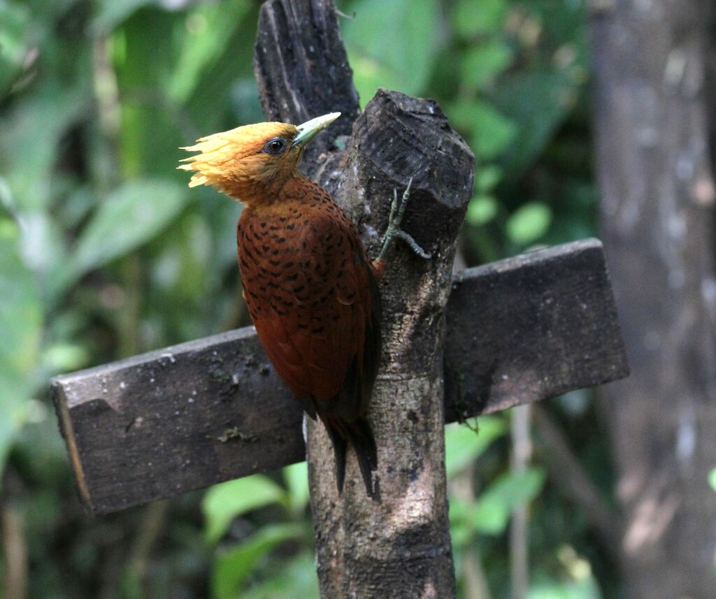 Chestnut-colored Woodpecker