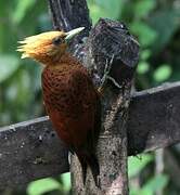 Chestnut-colored Woodpecker